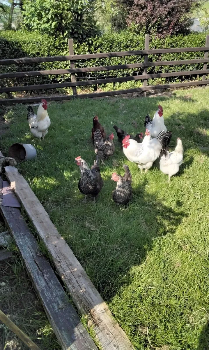Poultry - Image 1