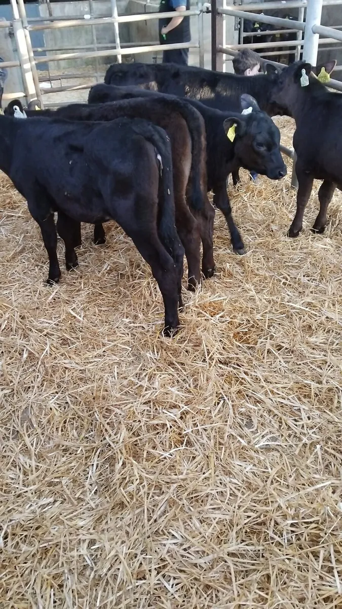Aa heifers ready for the grass - Image 3