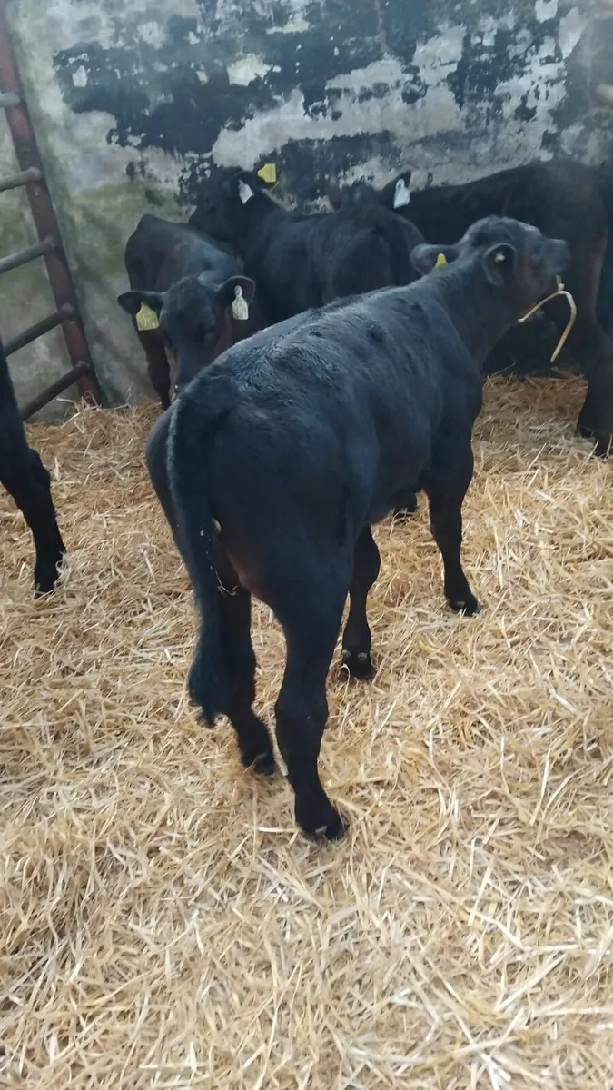 Aa heifers ready for the grass - Image 2
