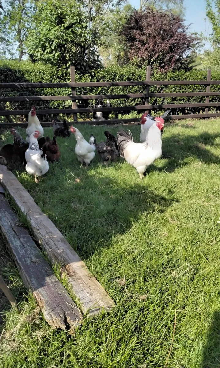 Poultry - Image 2