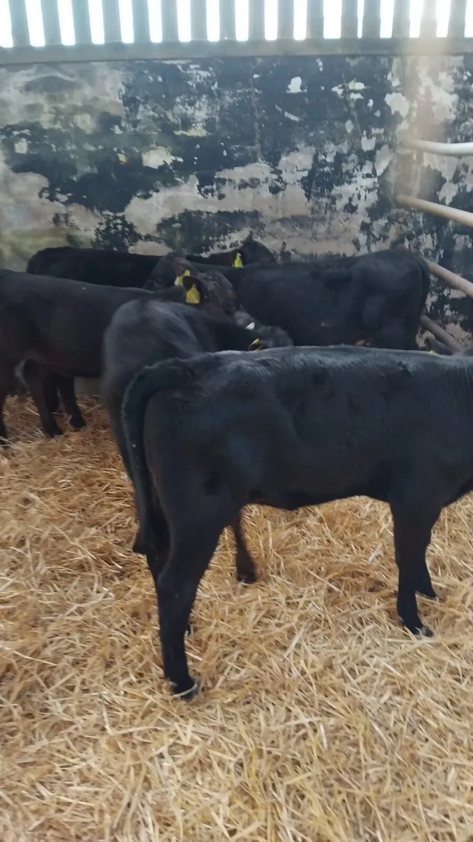 Aa heifers ready for the grass - Image 1