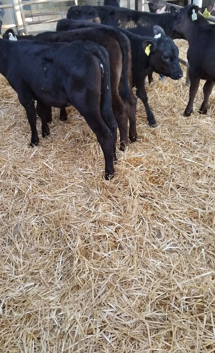 Aa heifers ready for the grass - Image 4