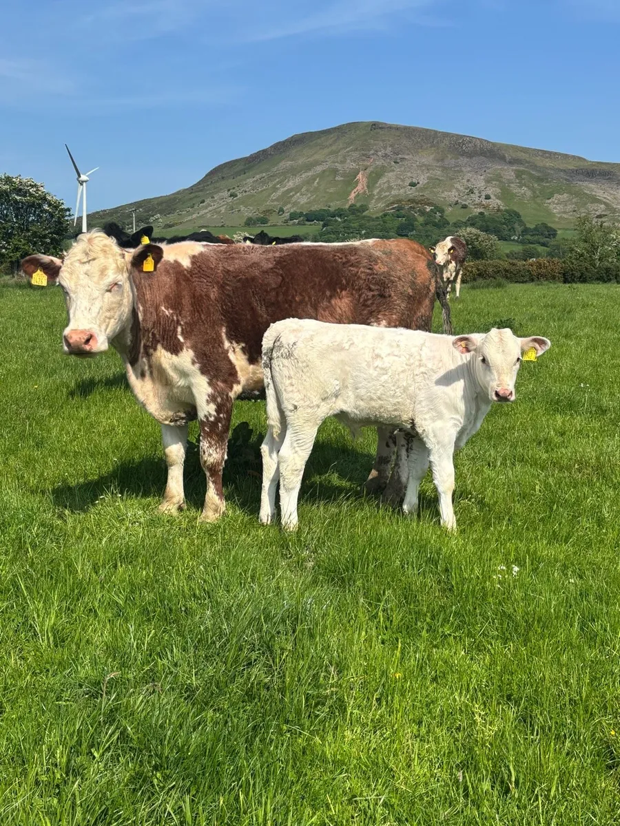Cows - Image 1