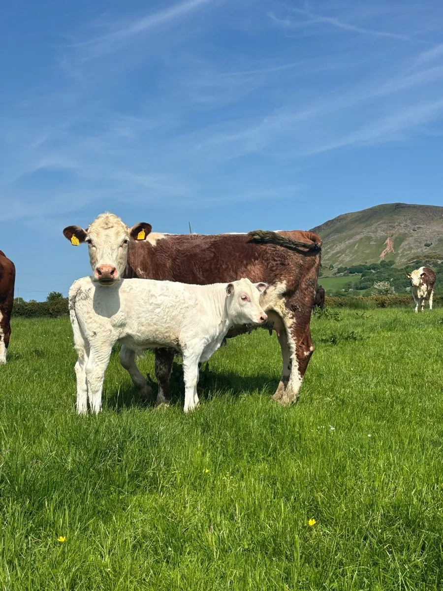 Cows - Image 2