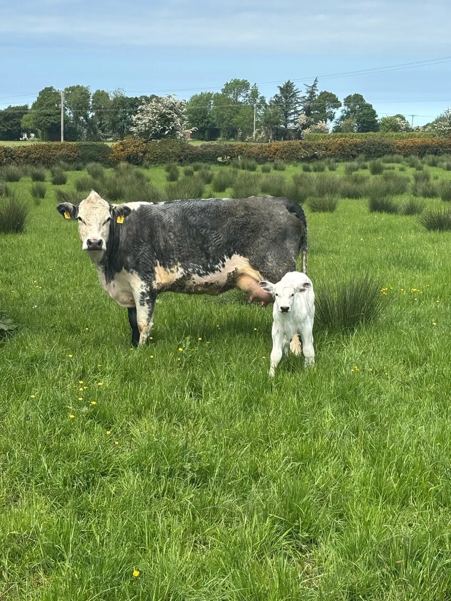 Cows - Image 3