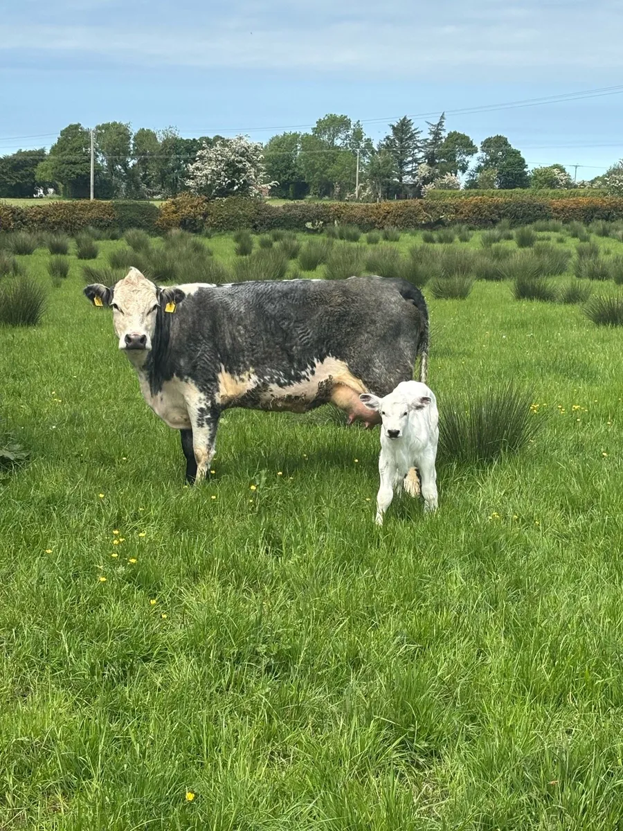 Cows - Image 4