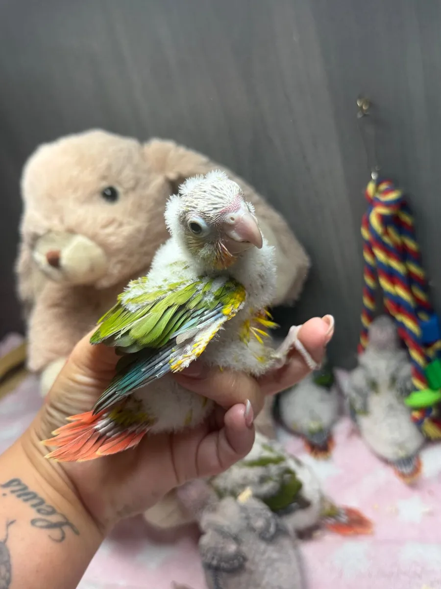 Hand-Reared Conures - Image 4