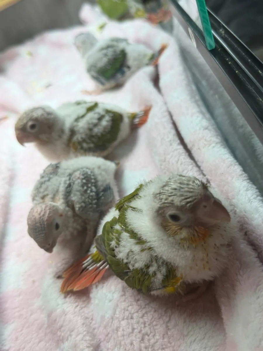 Hand-Reared Conures - Image 1
