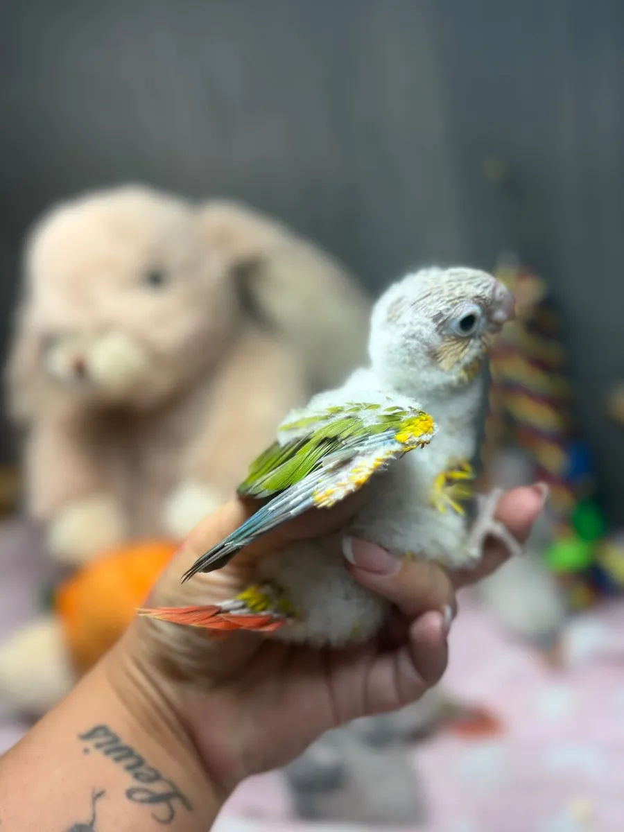 Hand-Reared Conures - Image 2