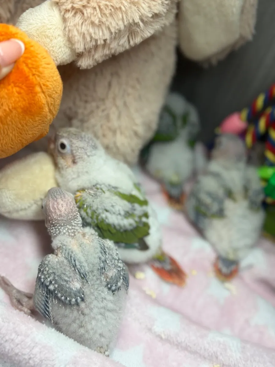 Hand-Reared Conures - Image 3