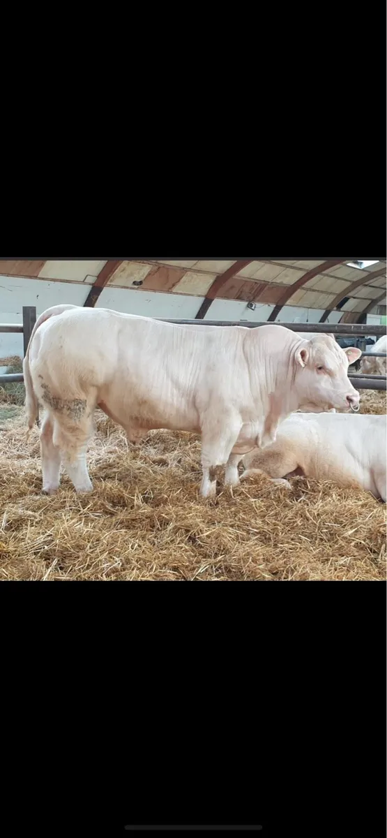 Charolais bull - Image 4