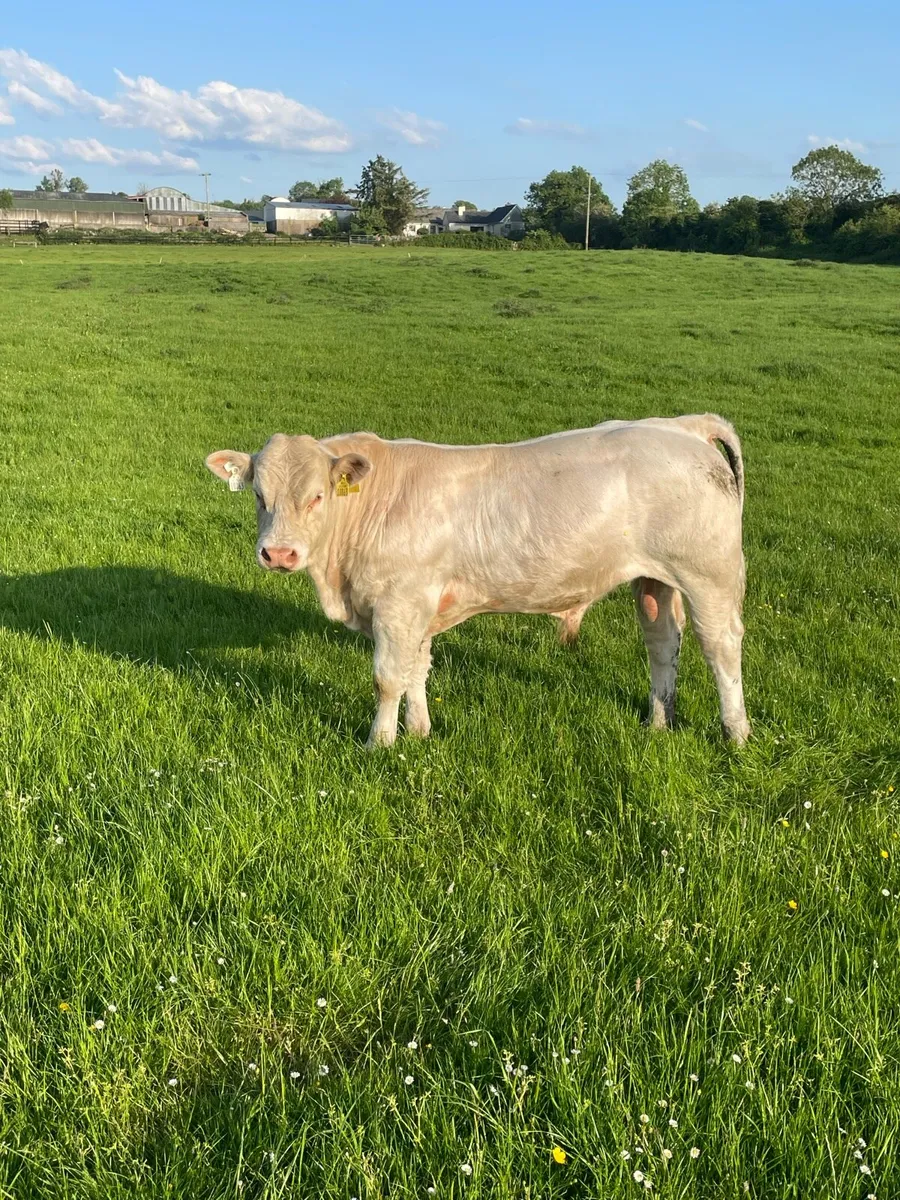 Charolais bull - Image 1