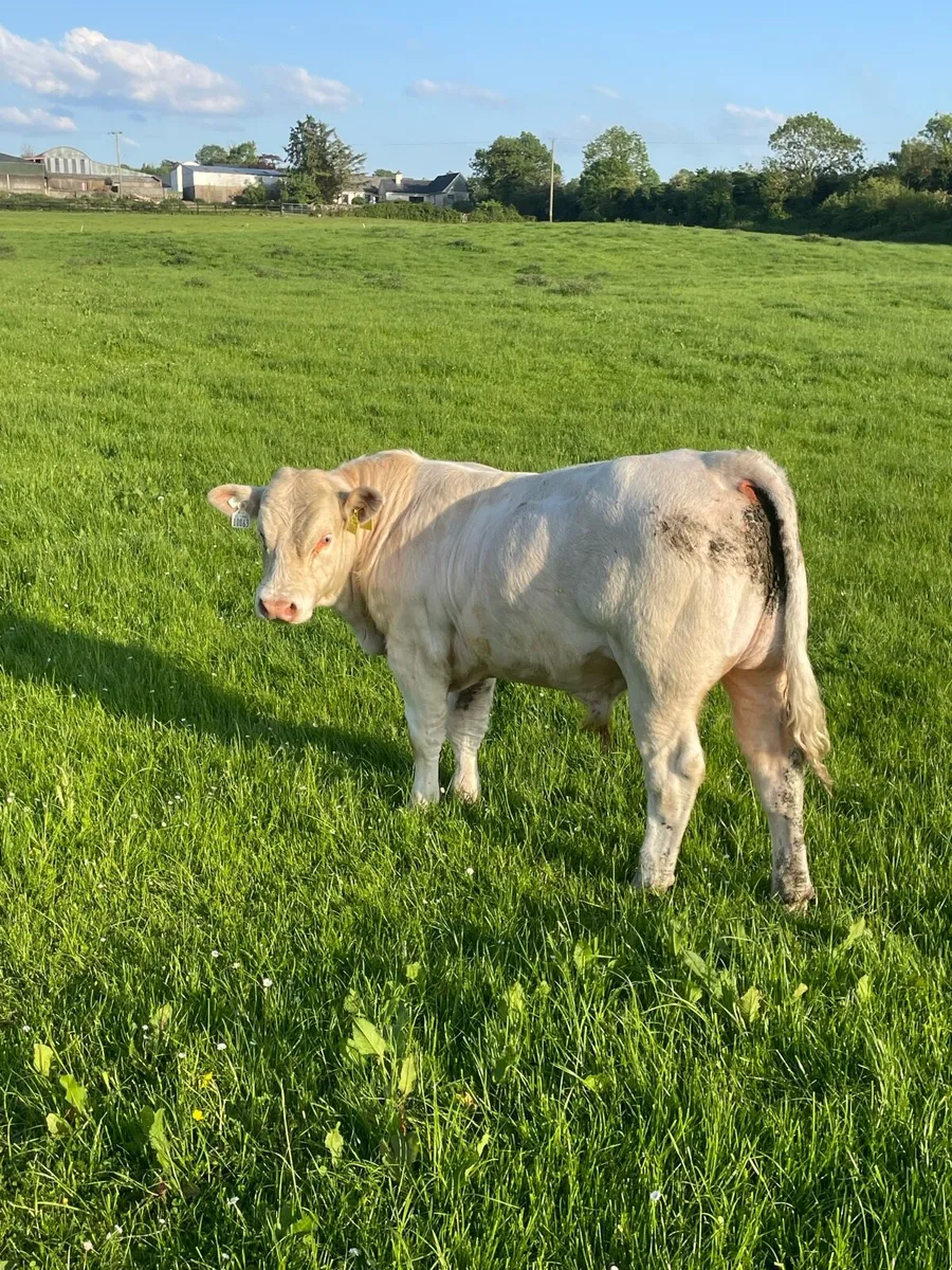 Charolais bull - Image 2