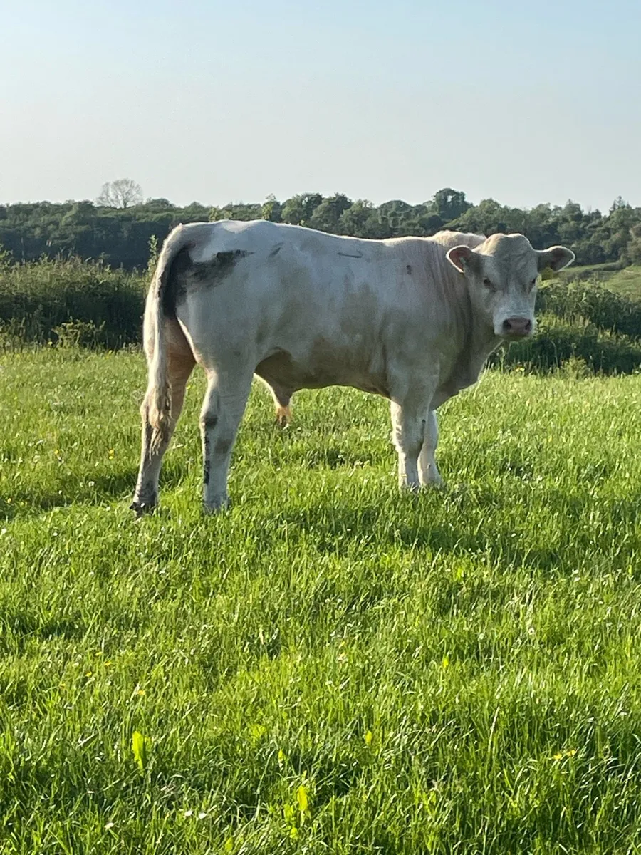 Charolais bull - Image 3