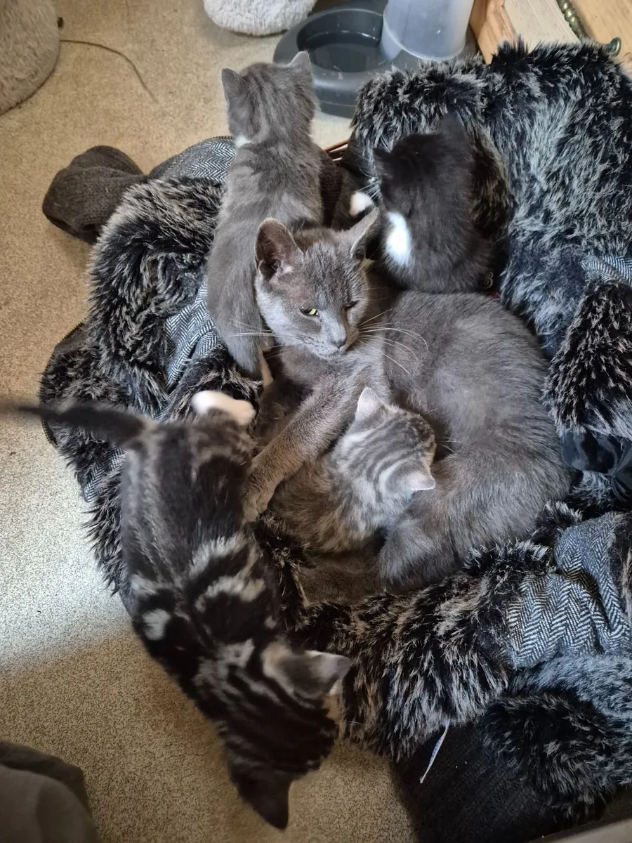 Adorable, playful kitten - Image 4