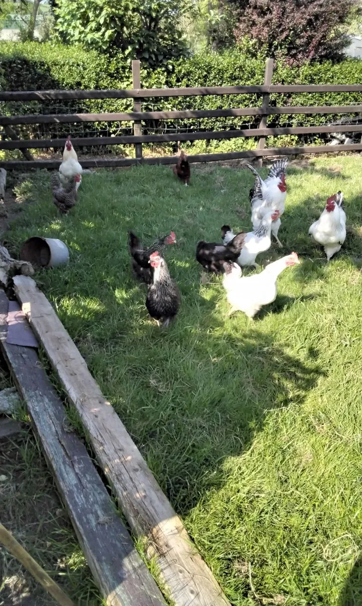 Poultry - Image 3