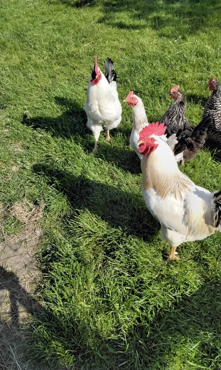 Poultry - Image 4
