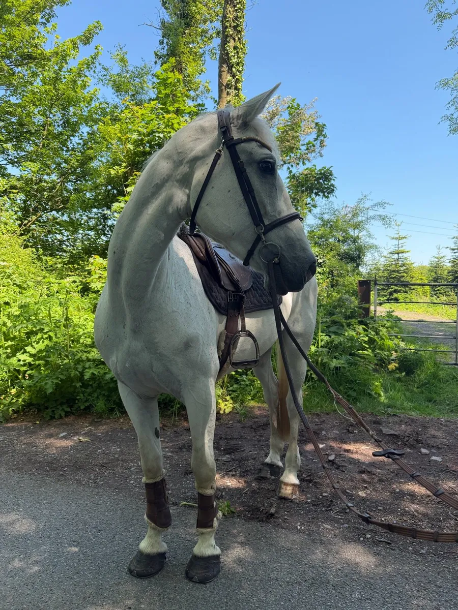 Super Draught mare - Image 2