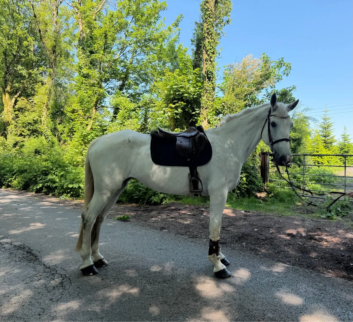 Super Draught mare - Image 3