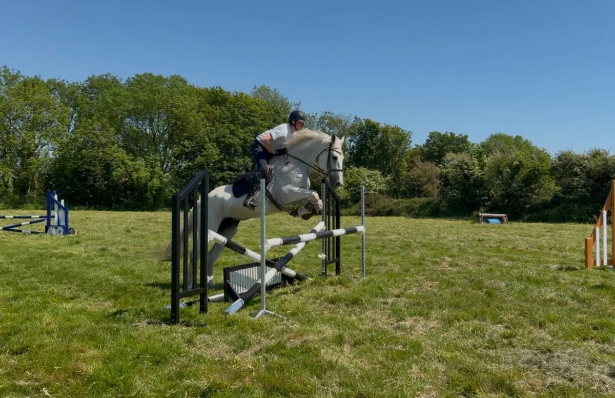 Super Draught mare - Image 4