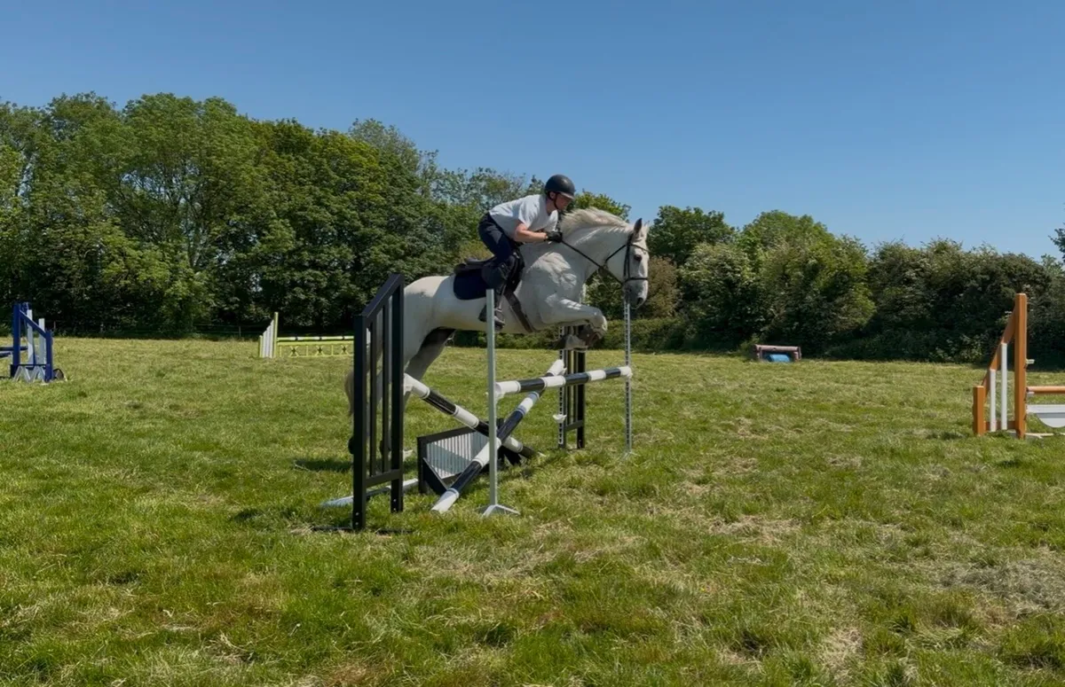 Super Draught mare - Image 1
