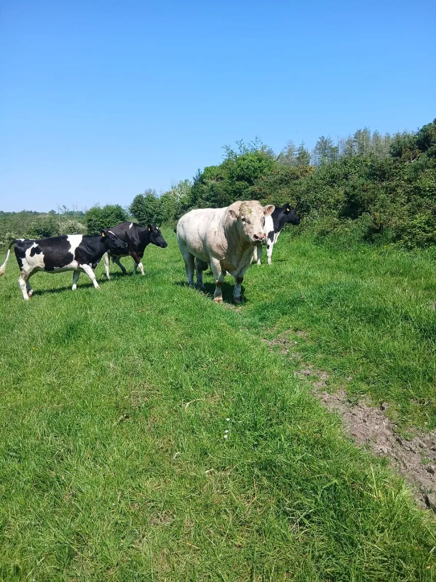 Charolais bull - Image 1