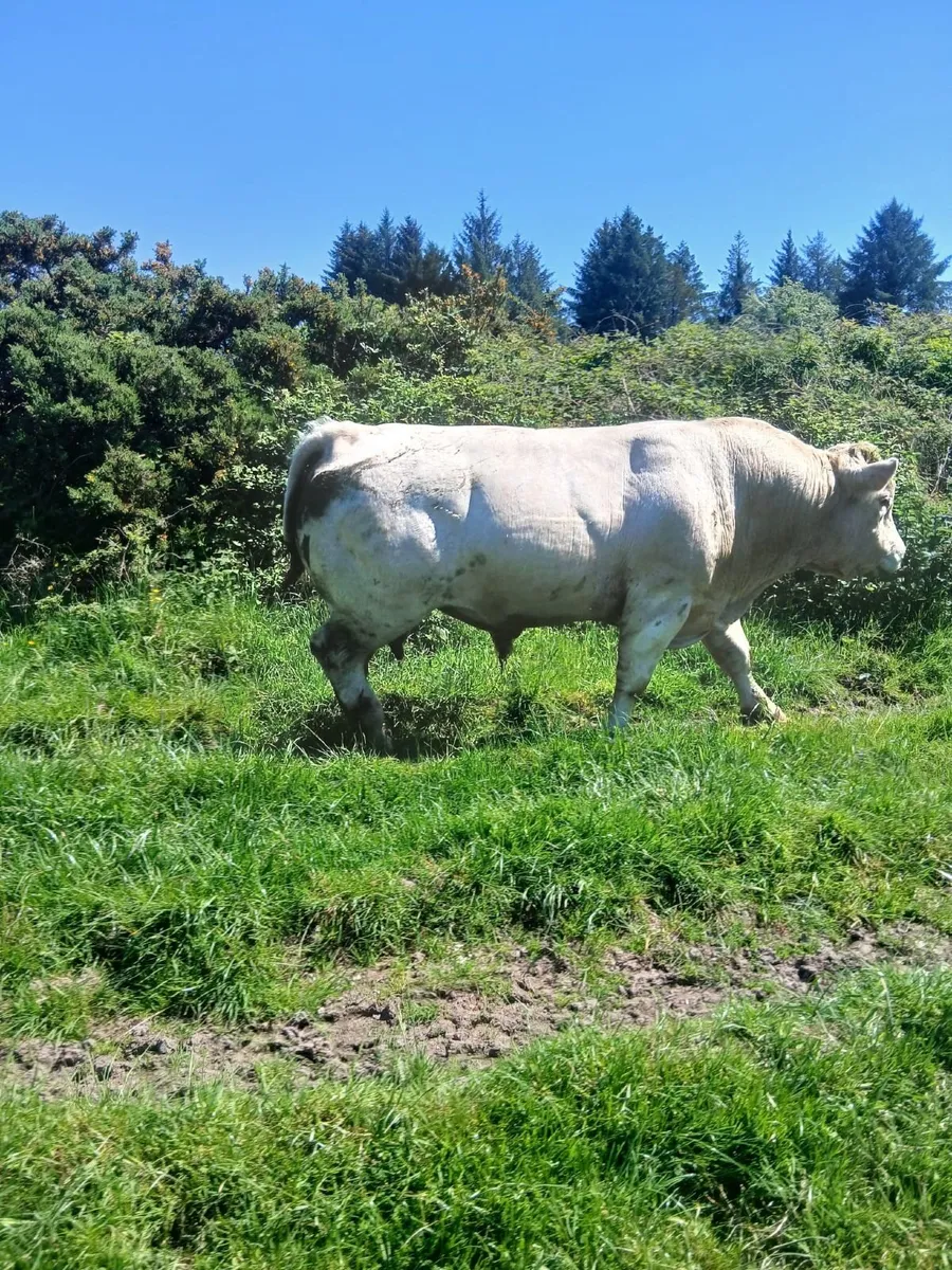 Charolais bull - Image 3