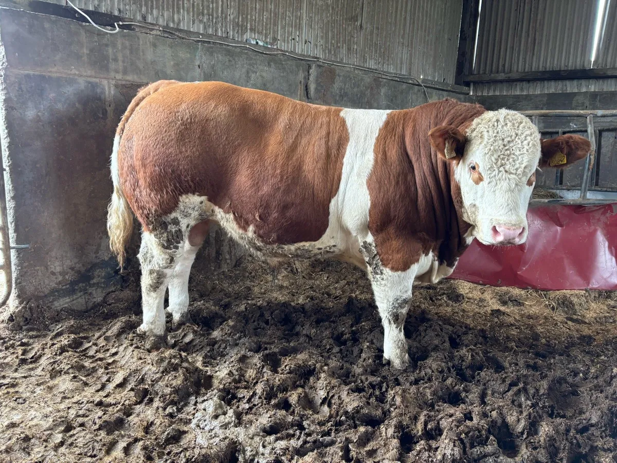 PBR Simmental Bulls - Image 1