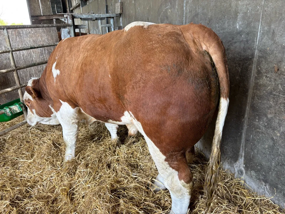 PBR Simmental Bulls - Image 2