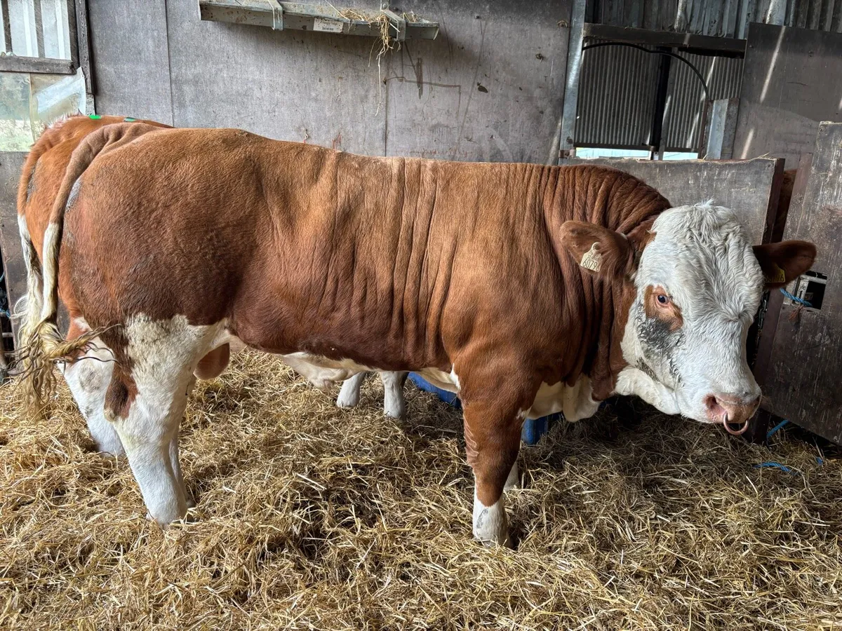 PBR Simmental Bulls - Image 3