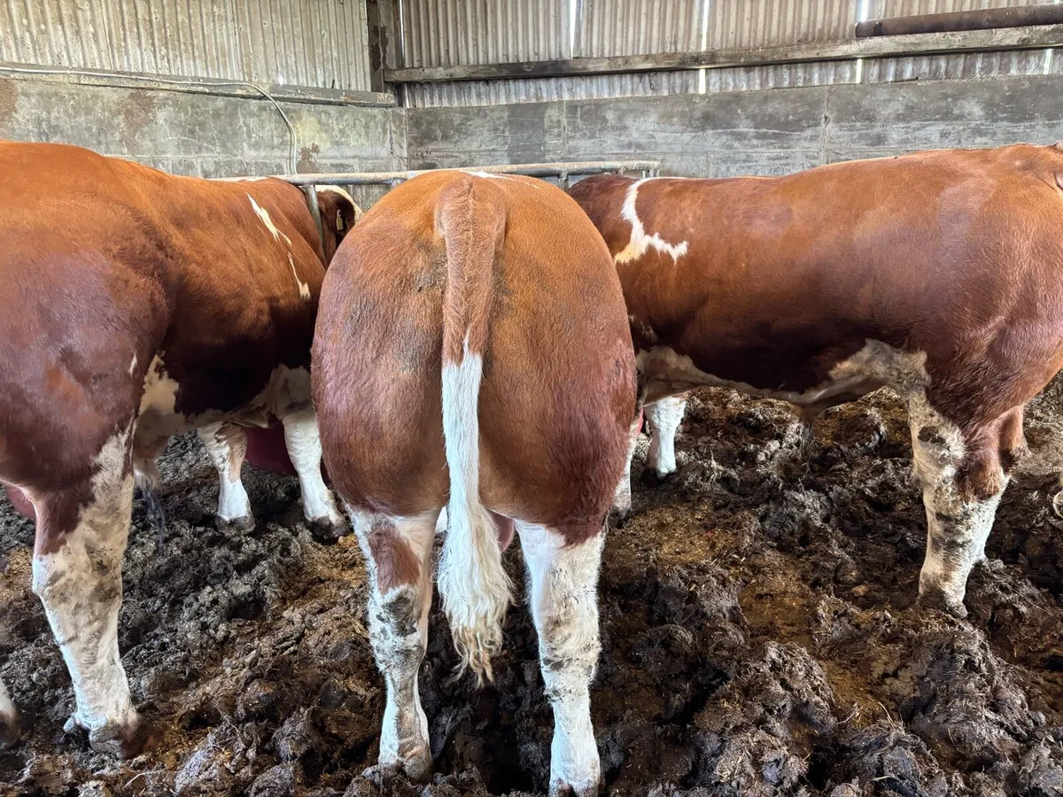 PBR Simmental Bulls - Image 4