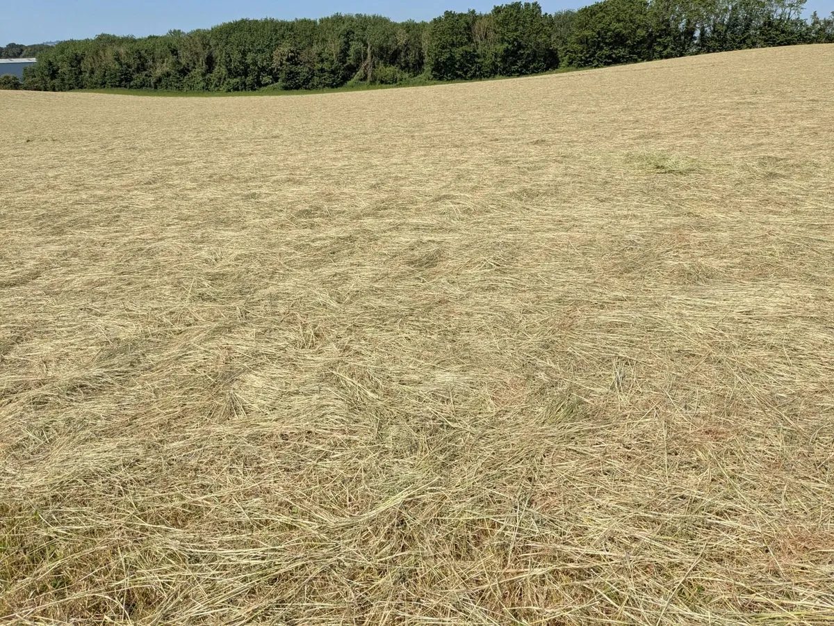 Hay