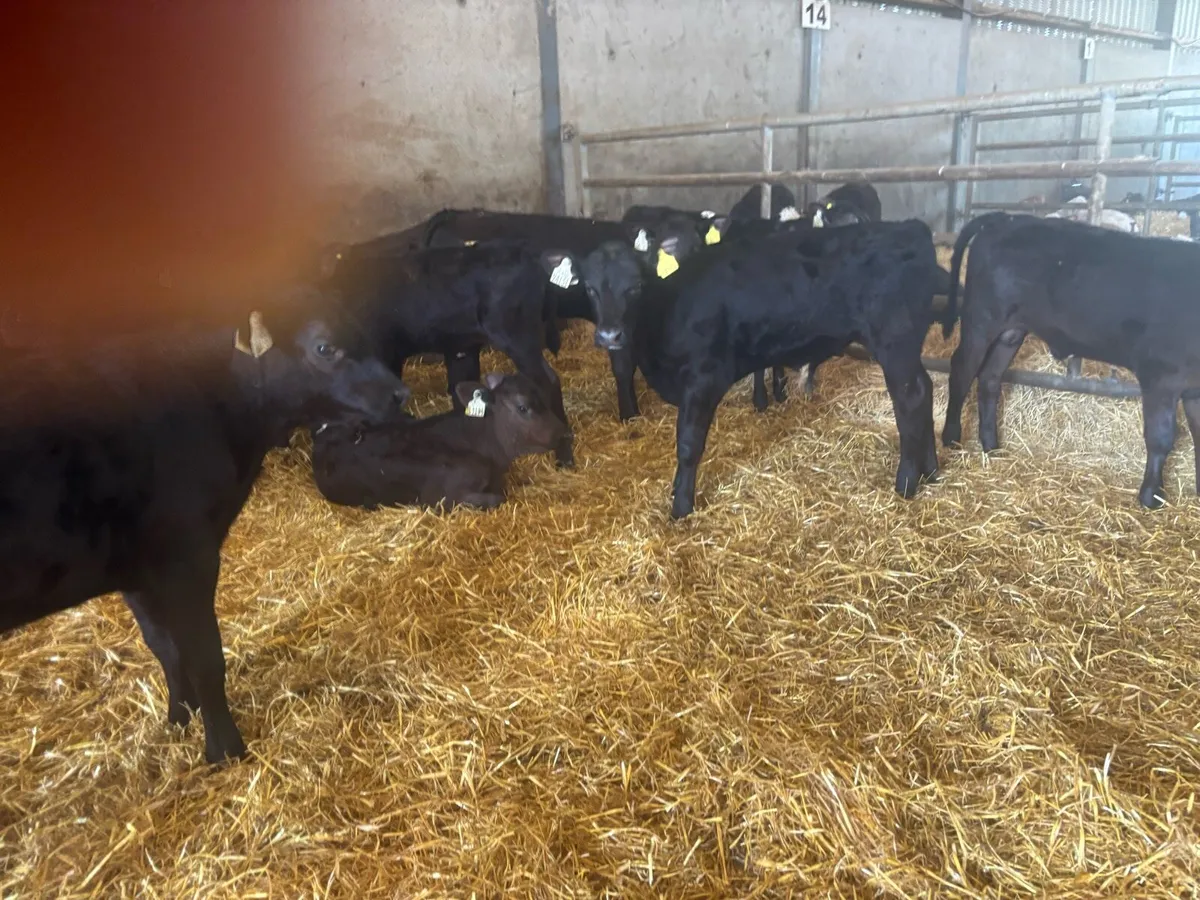 25 Angus bull runners - Image 2