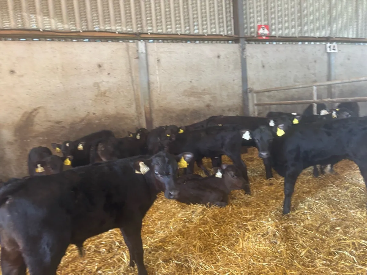 25 Angus bull runners - Image 3