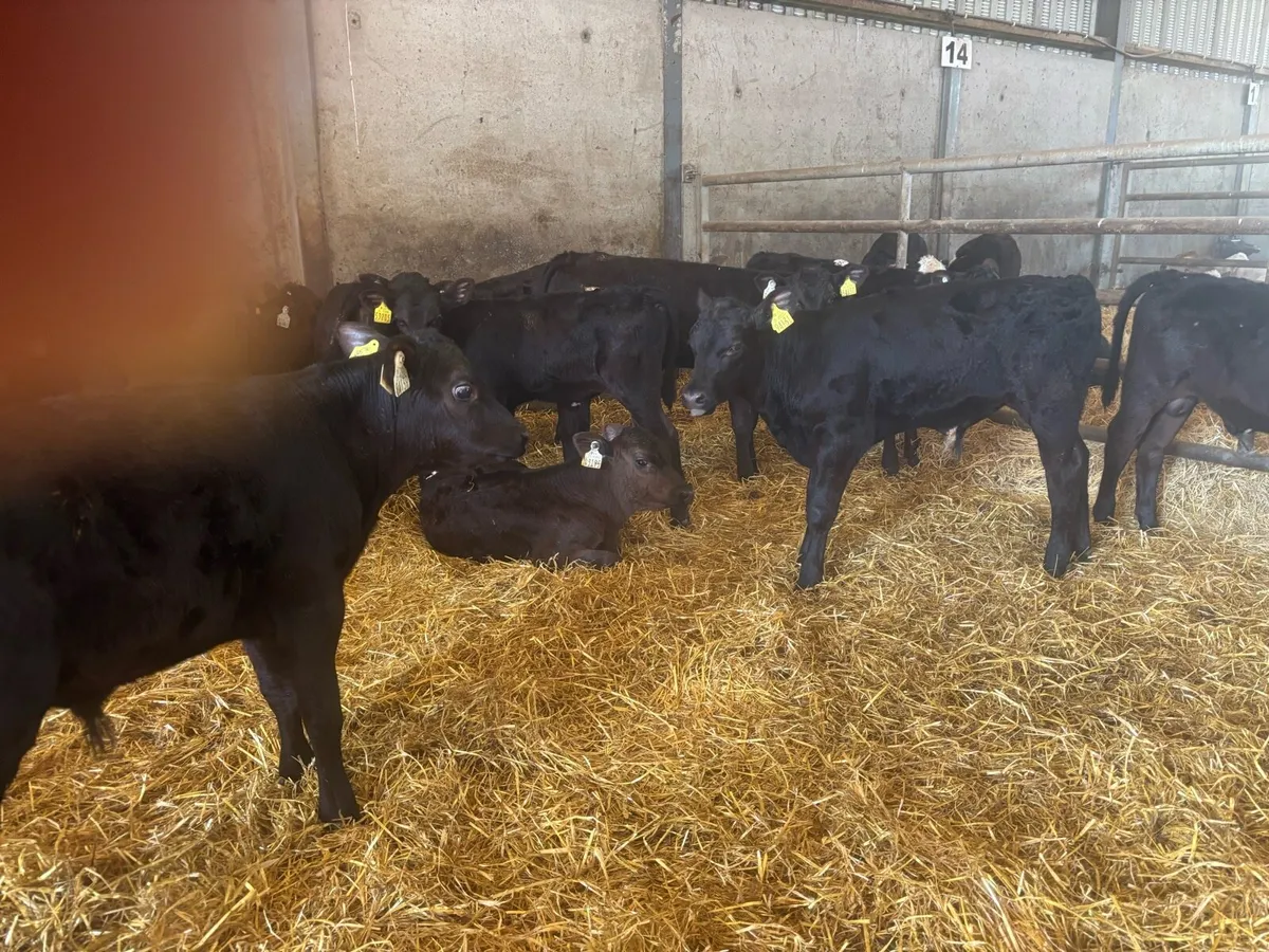 25 Angus bull runners - Image 4