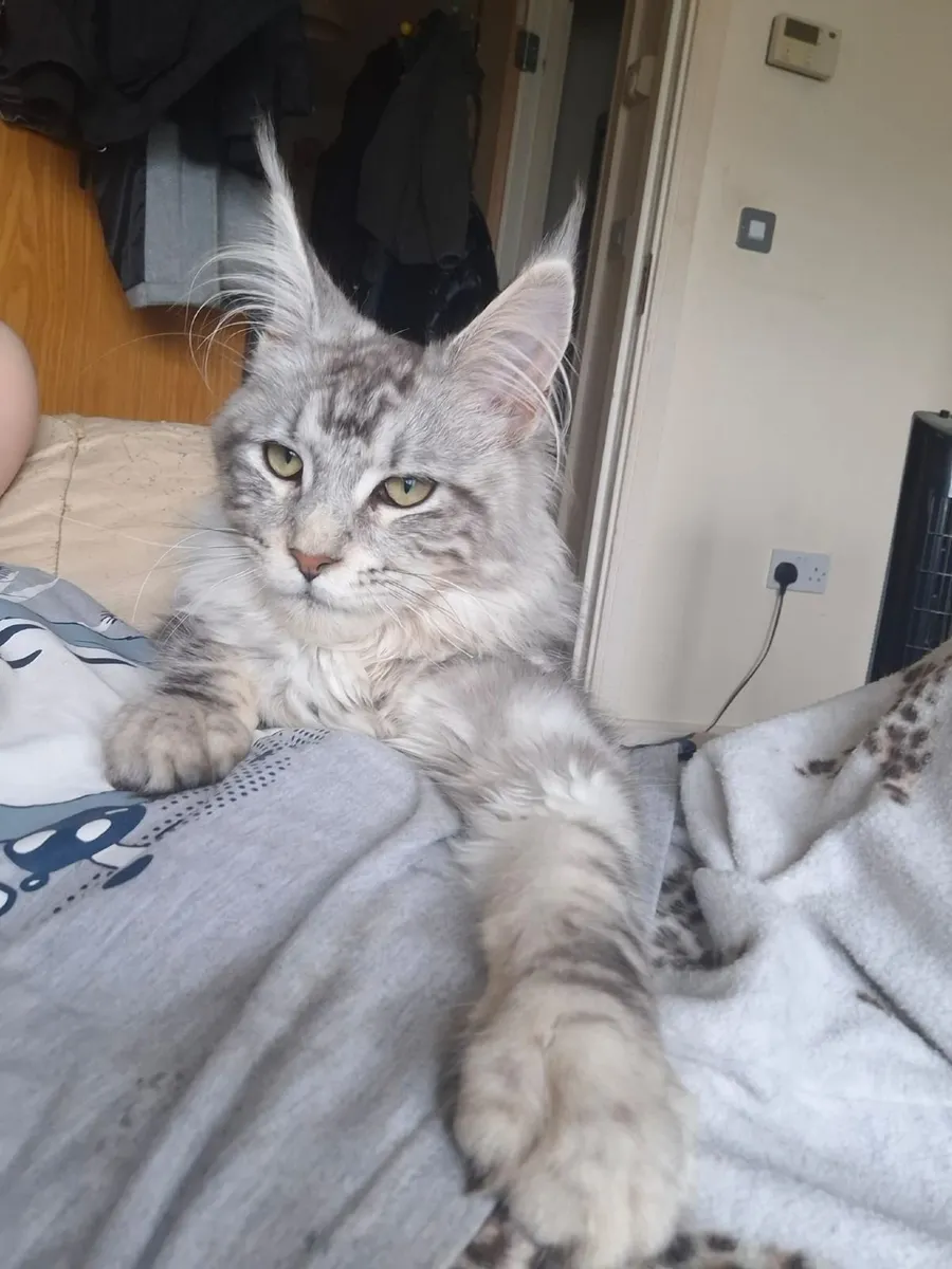 Maine Coon kitten - Image 2