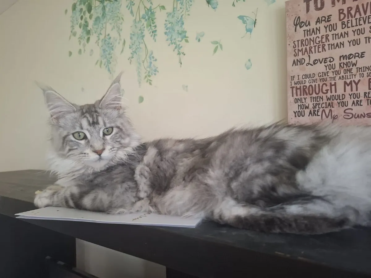 Maine Coon kitten - Image 3