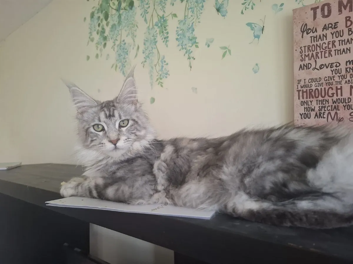 Maine Coon kitten - Image 4