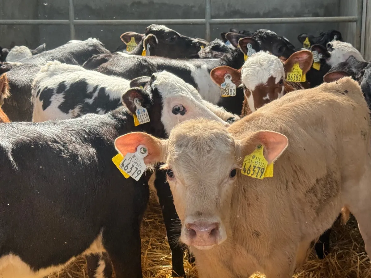 28 REARED BLUE & HEREFORD CALVES ( HOMEBRED) - Image 1