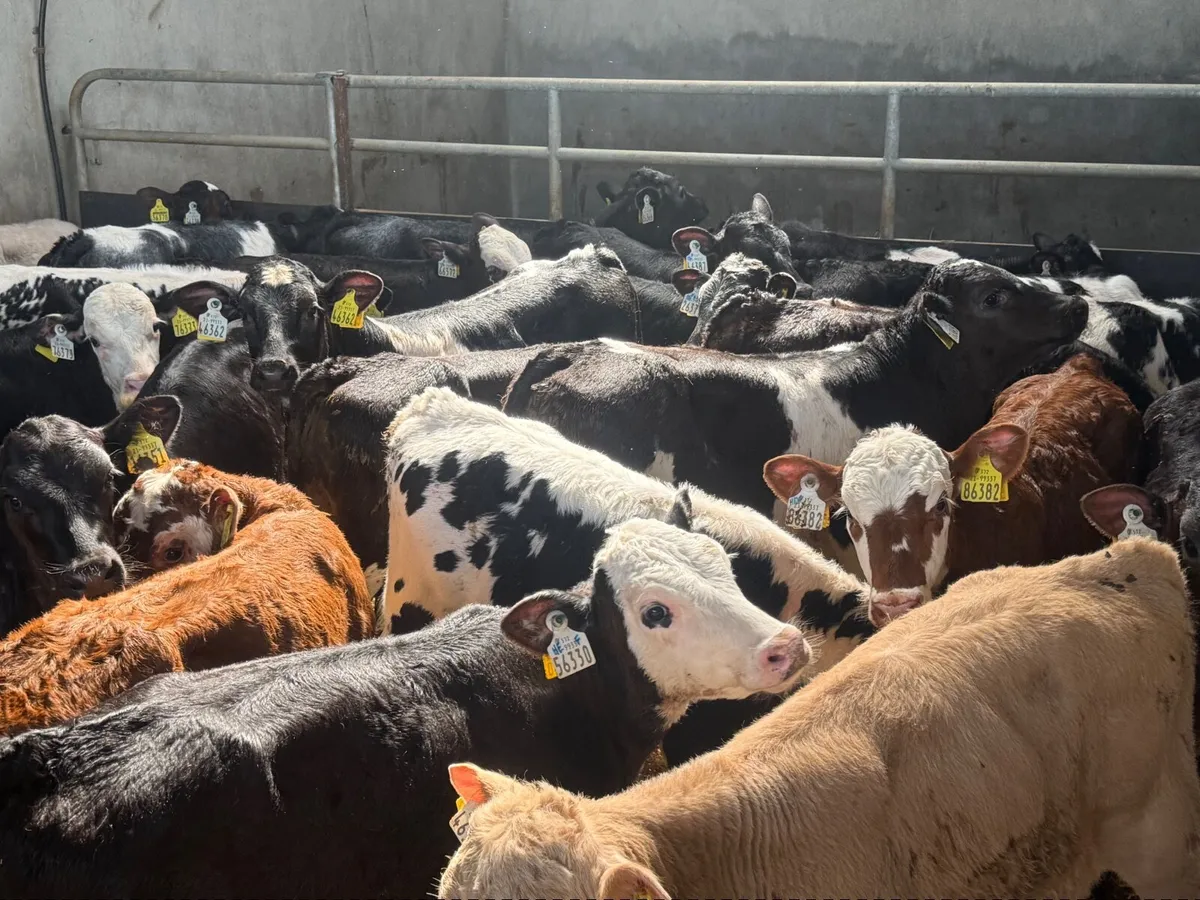28 REARED BLUE & HEREFORD CALVES ( HOMEBRED) - Image 4