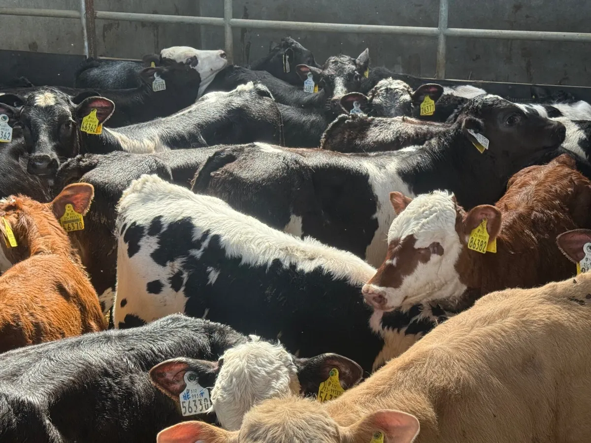 28 REARED BLUE & HEREFORD CALVES ( HOMEBRED) - Image 2