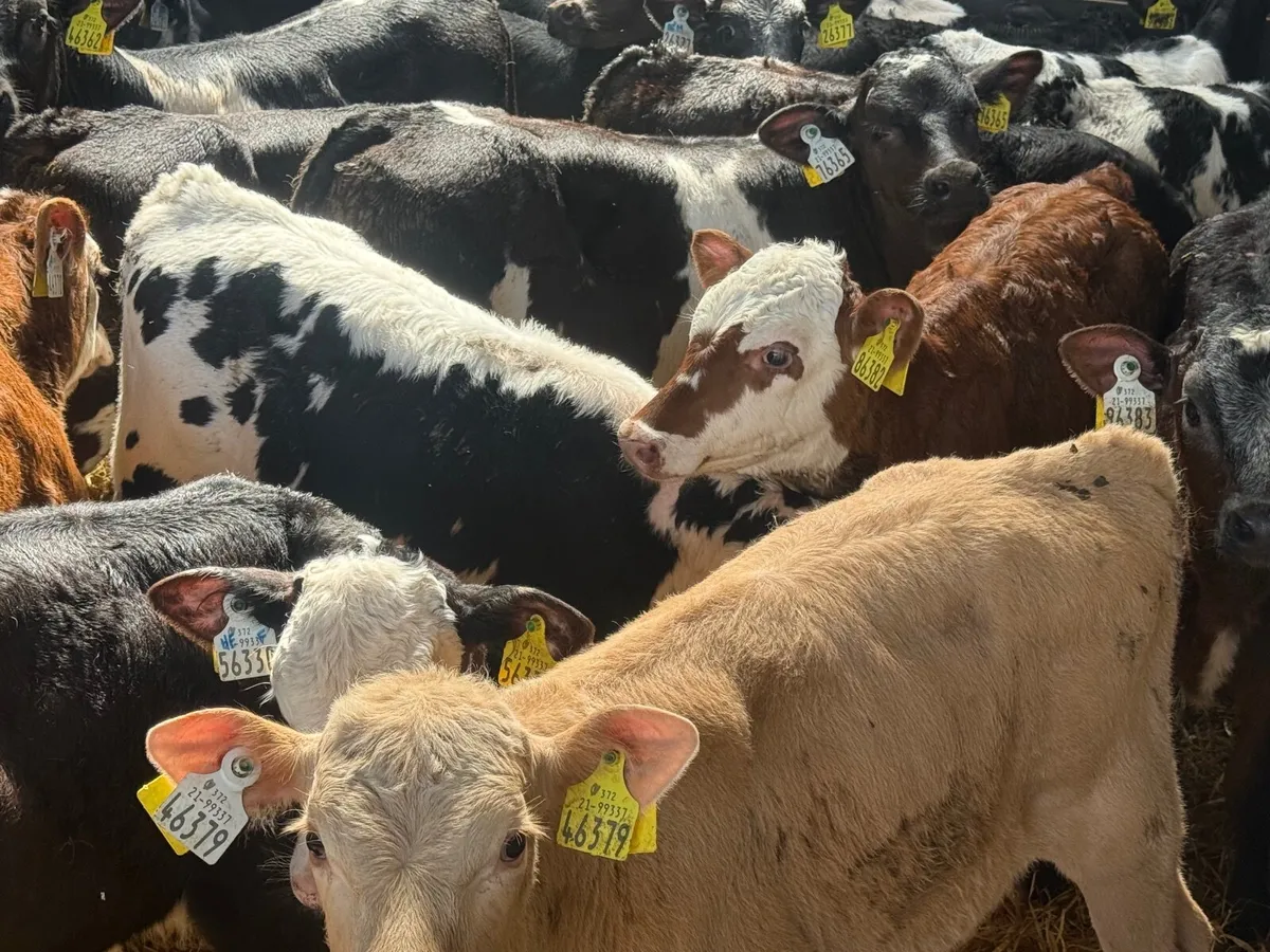 28 REARED BLUE & HEREFORD CALVES ( HOMEBRED) - Image 3