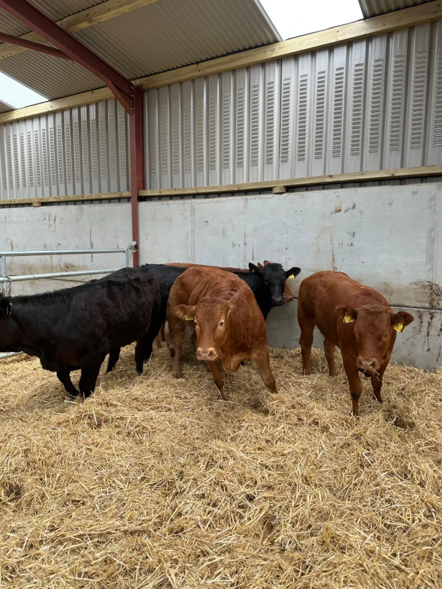 Lim heifers - Image 1