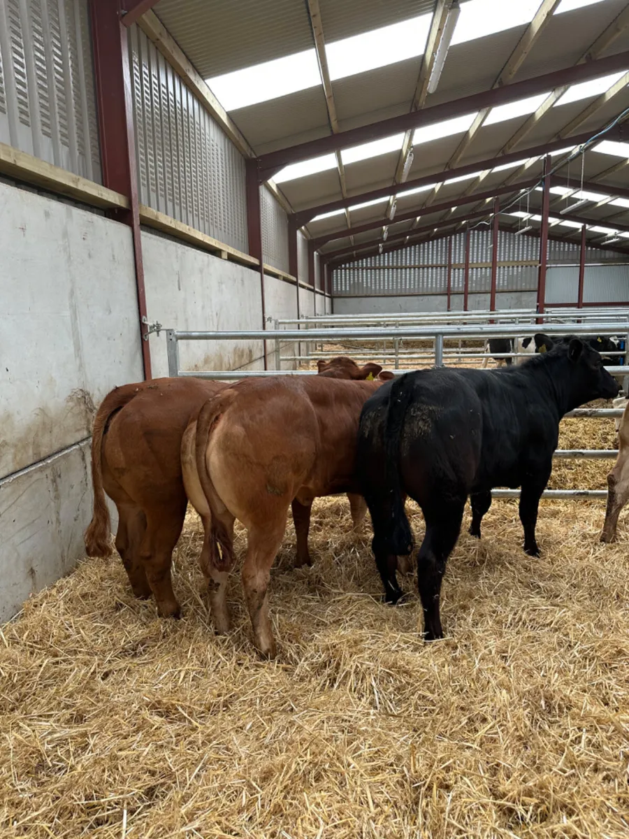 Lim heifers - Image 4