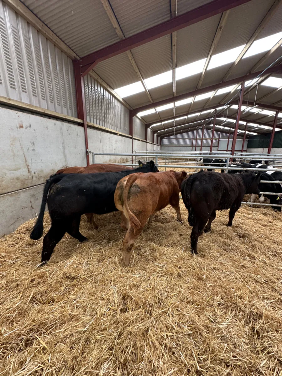 Lim heifers - Image 2