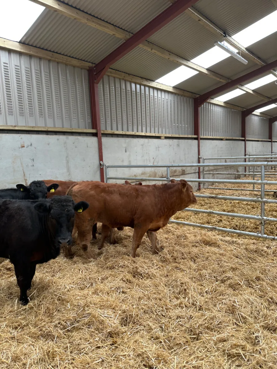 Lim heifers - Image 3