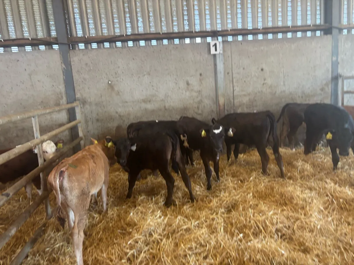 10 super limosin runner heifers - Image 1