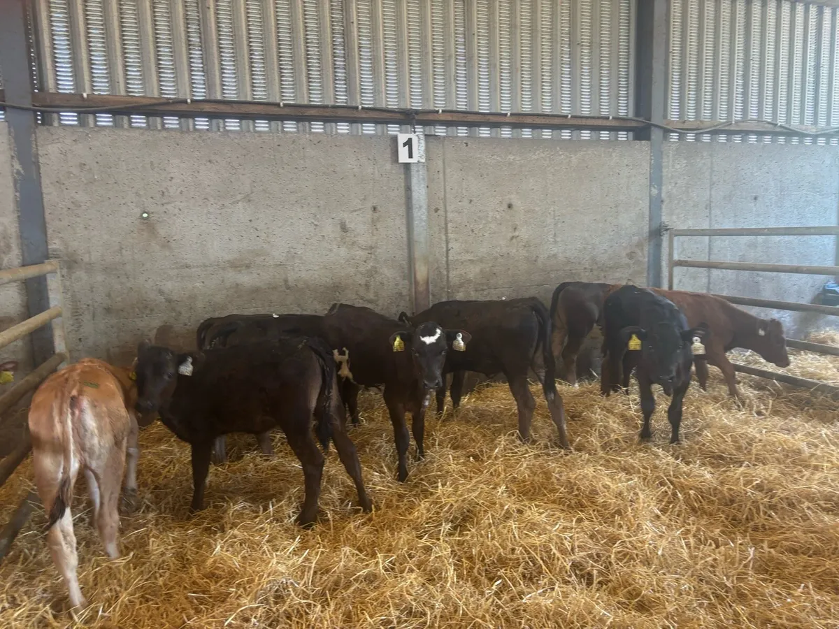 10 super limosin runner heifers - Image 2