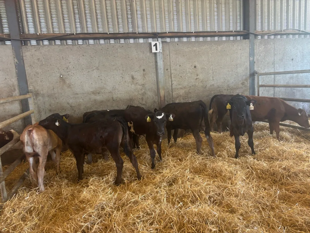 10 super limosin runner heifers - Image 3