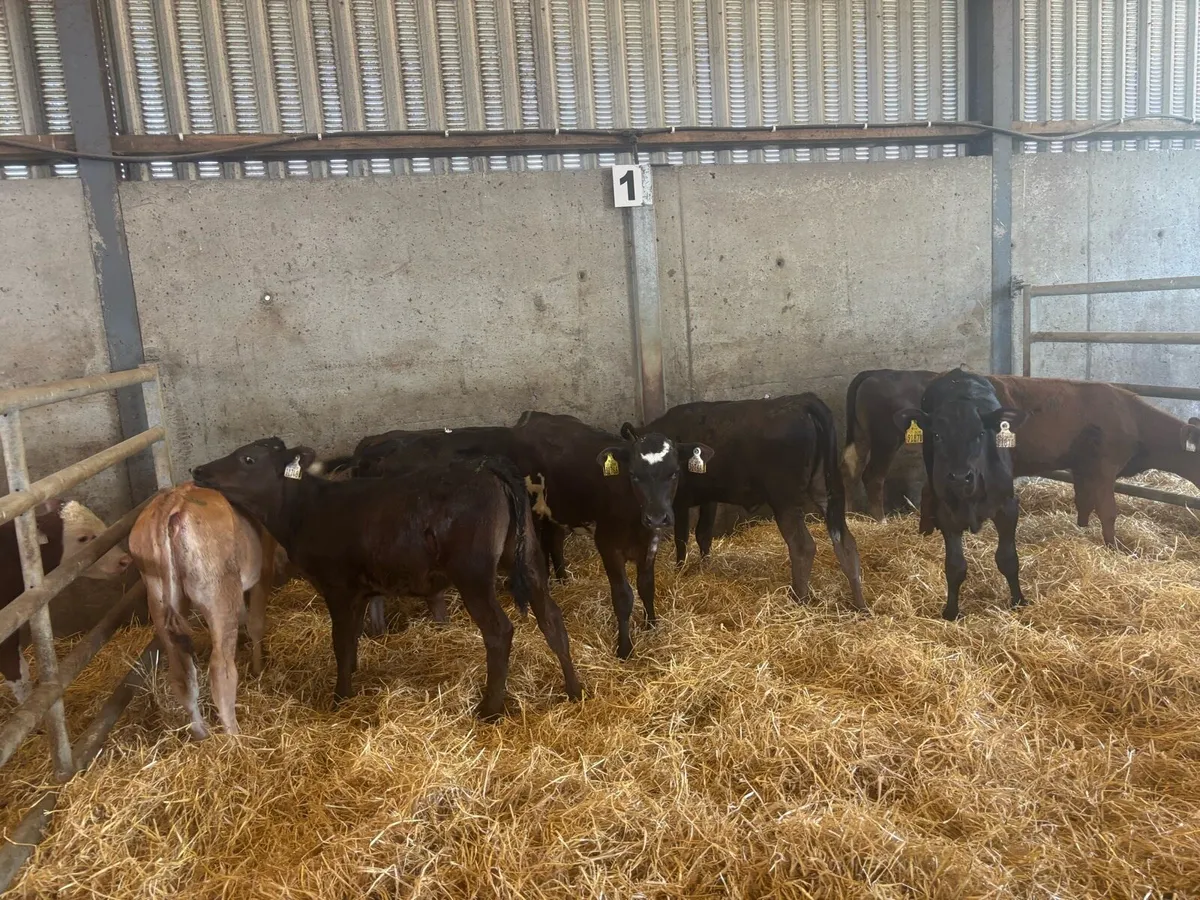 10 super limosin runner heifers - Image 4